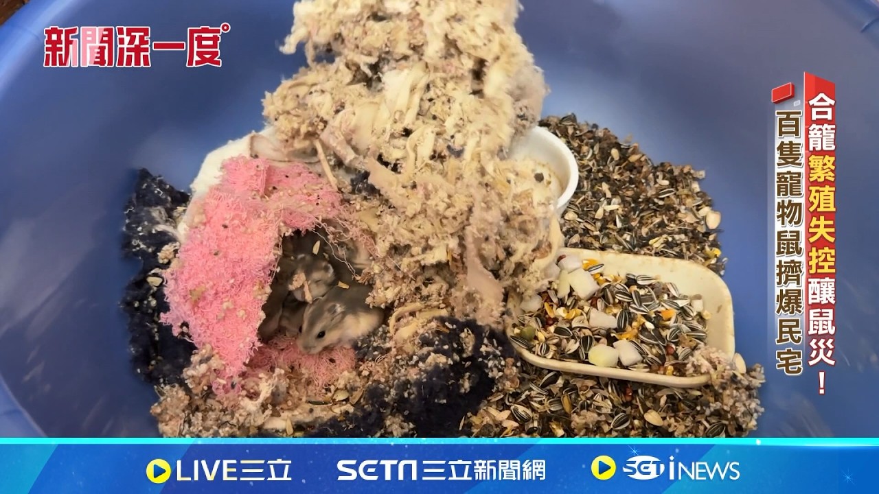 合籠釀鼠災! 繁殖失控.打架 百隻寵物鼠擠爆民宅 │新聞深一度202600310｜三立新聞台