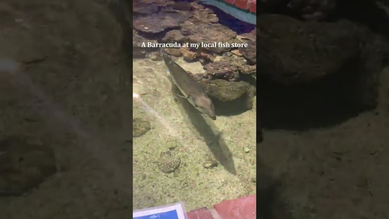 A Barracuda at My Local Fish Store 😯