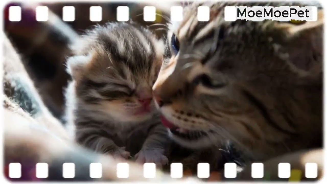 Watch Me Help Kittens Open Their Eyes for the First Time EVER! 