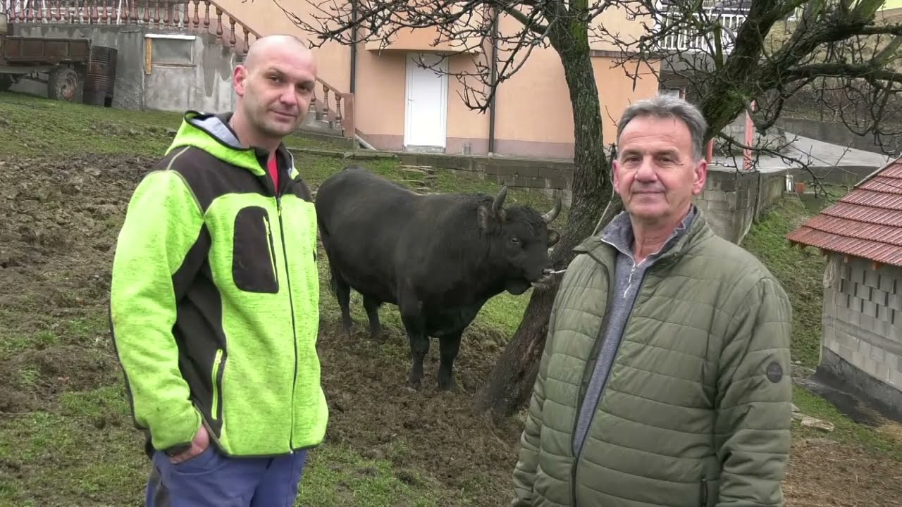 - LJUBAN JE MILJENIK PORODICE KOVAČEVIĆ I NIKO GA NE MOŽE KUPITI
