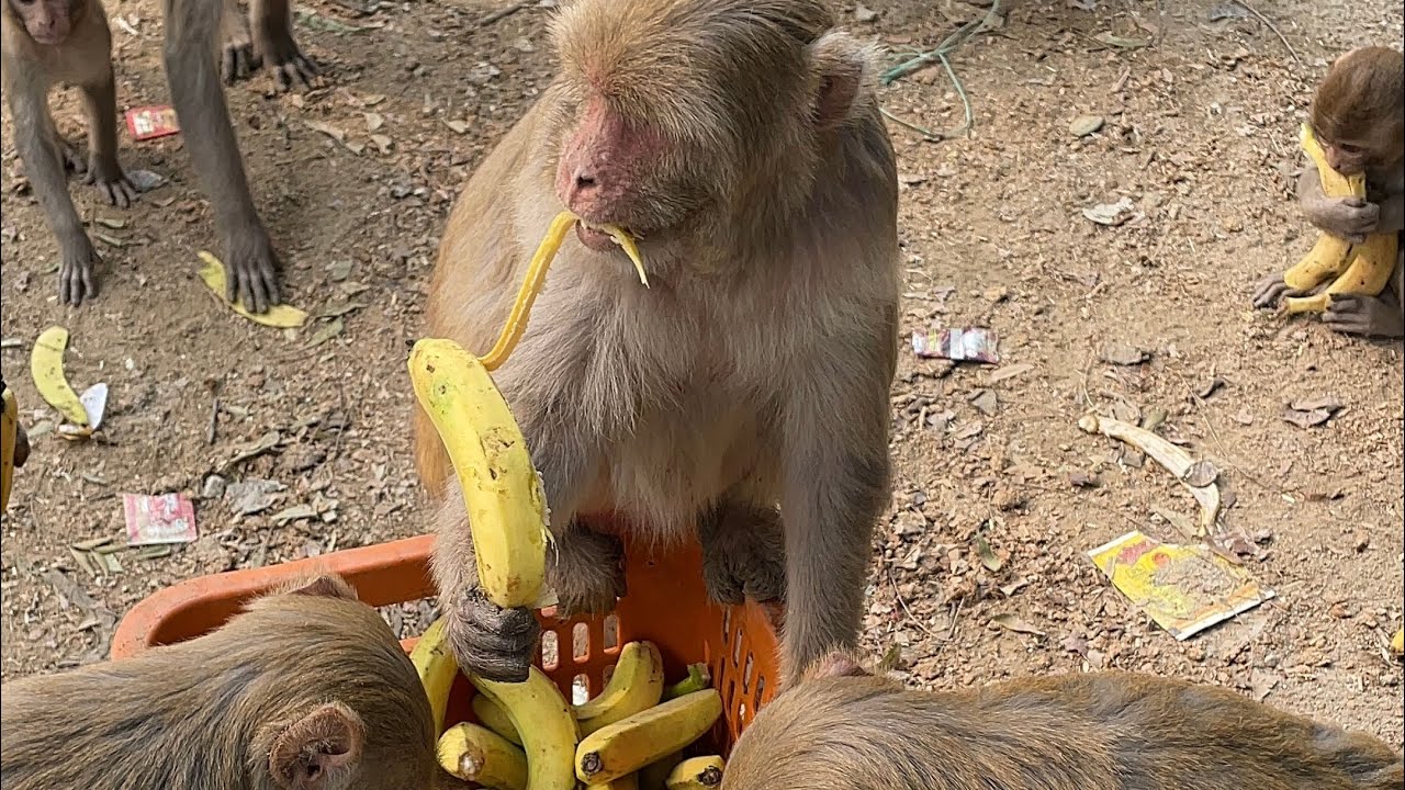 हनुमान जी की वानर सेना के लिए केला सेवा, श्री धाम वृंदावन 🐒🙏🚩