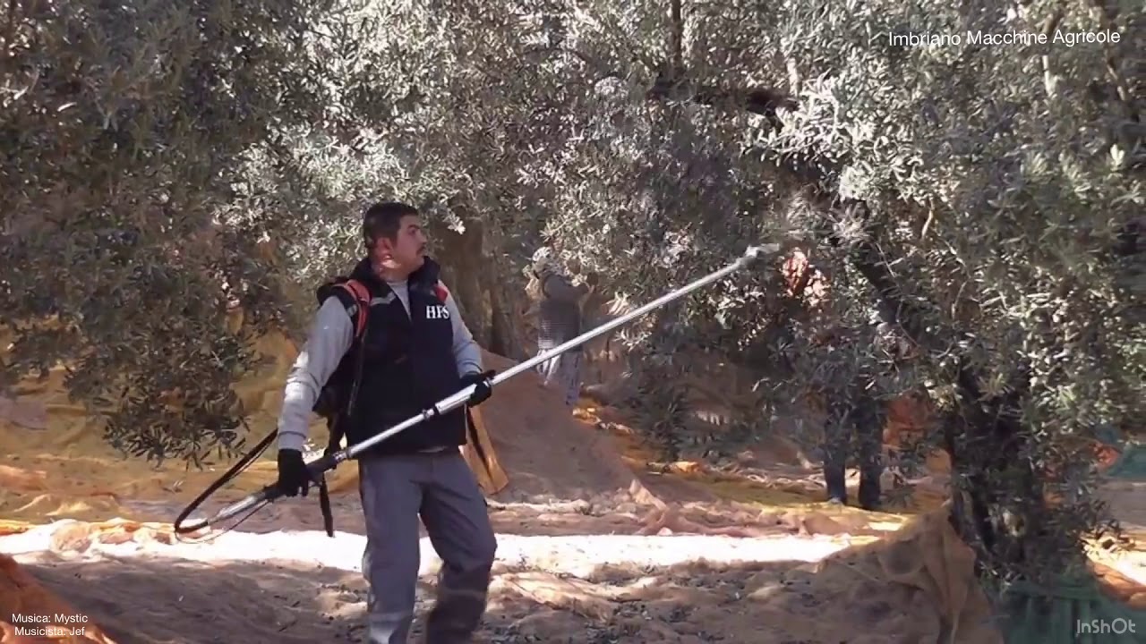 Gancio Scuotitore Per Decespugliatori A Zaino Raccolta Olive Frutti - Imbriano Macchine Agricole