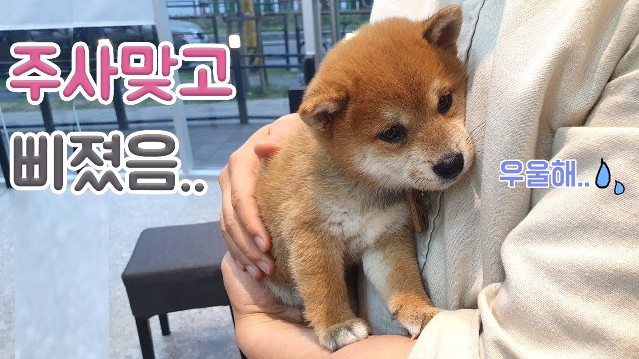 아기 강아지 주사맞기 / 완전 삐졌어요 ㅋㅋㅋ