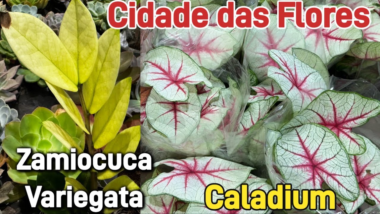 Plantas nativas! - Ceaflor Holambra