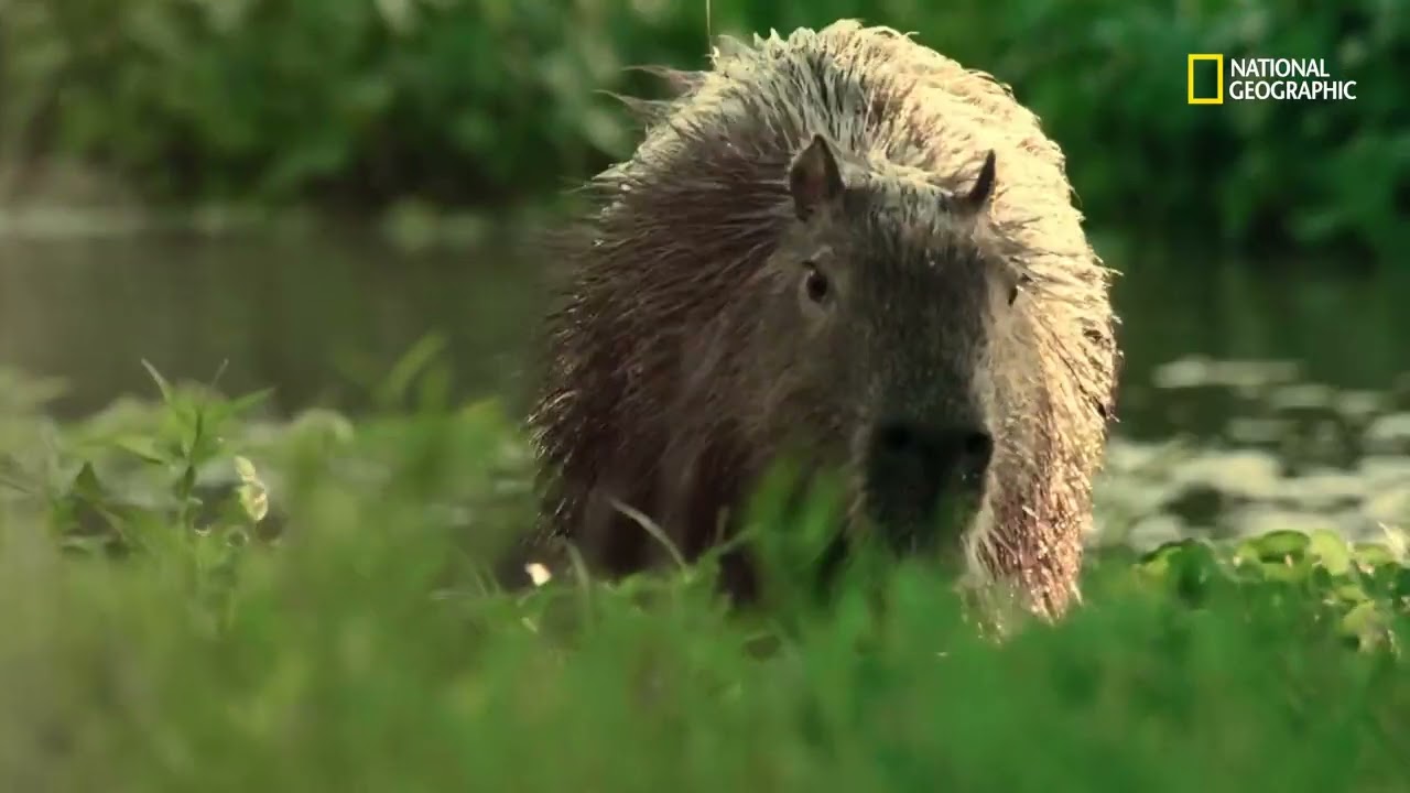 Los esteros del iber&aacute;: h&aacute;bitat de una enorme biodiversidad | Argentina Salvaje