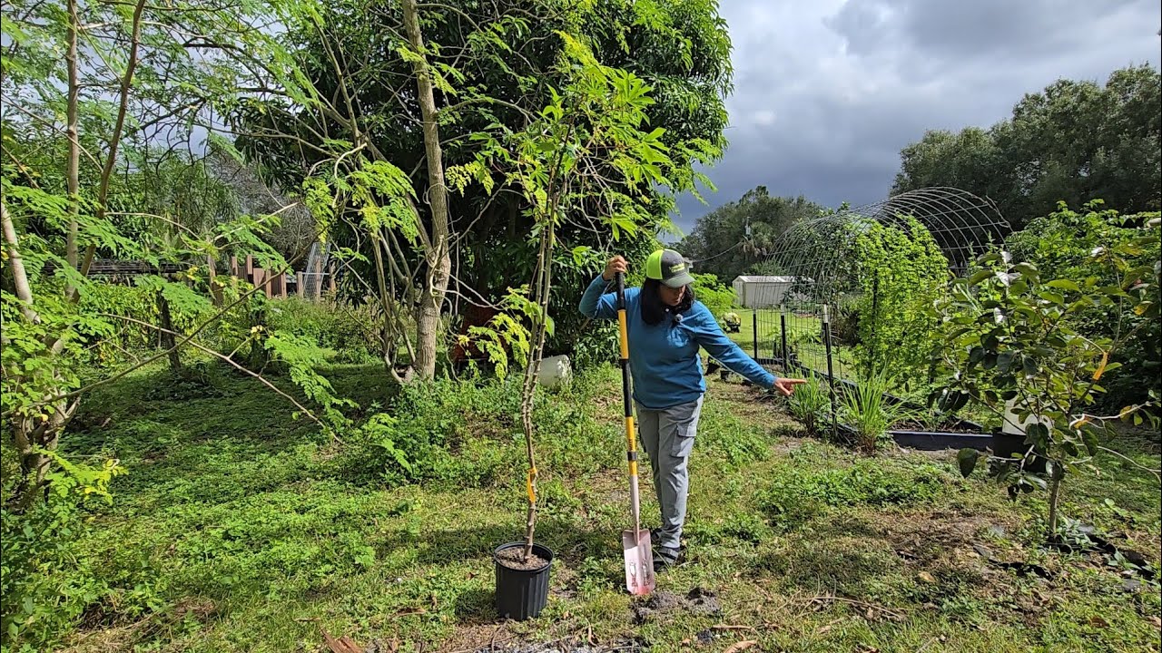 Konting ani at planting more | Creme brulee mango