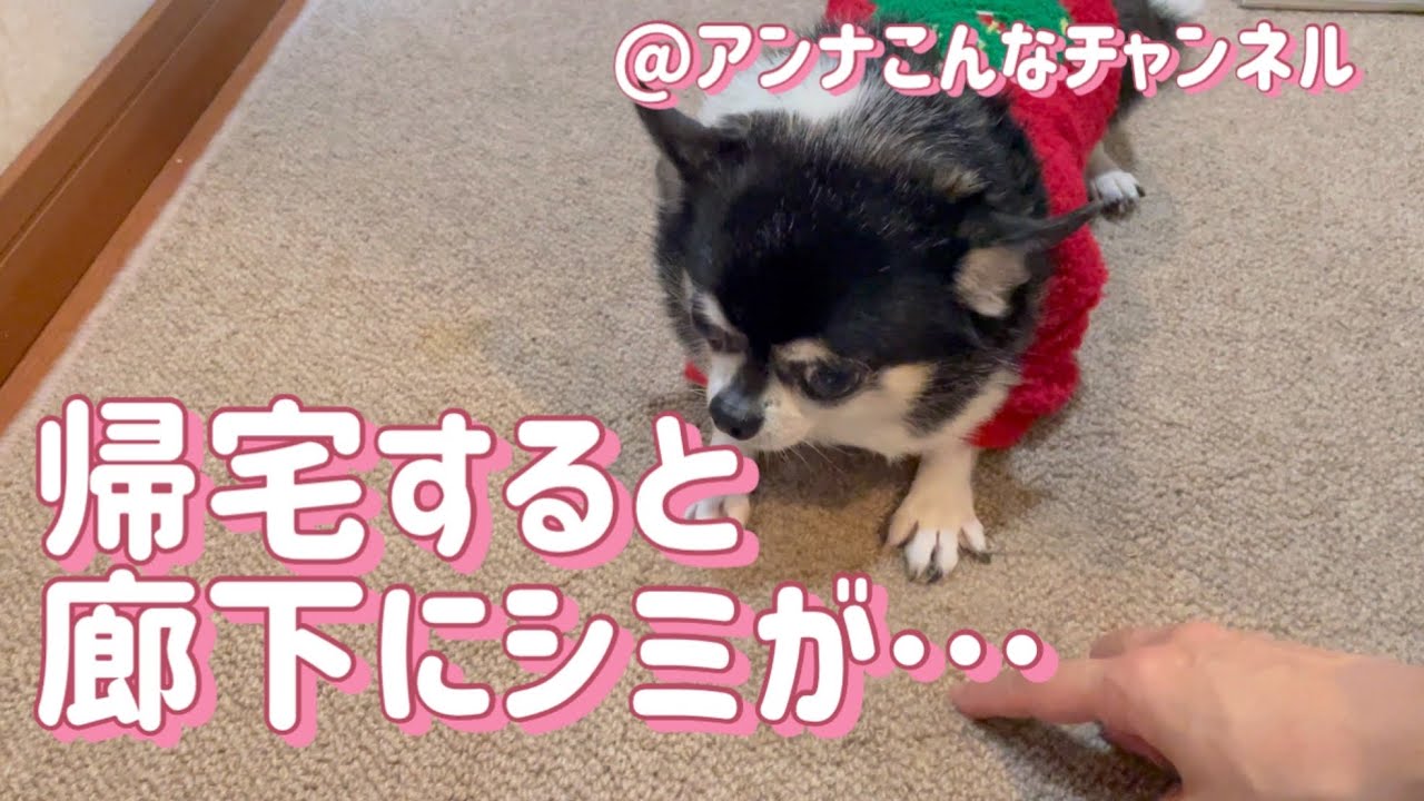 【チワワ】😱気まずい…🐶おしっこの跡を見せられてフリーズしちゃう犬🟡泣く泣くカーペットのお掃除を😢