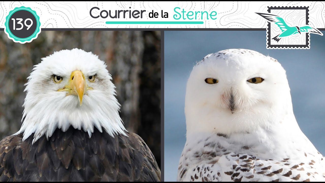 CDLS#139 : Roue de Fortune ( Pygargue à tête blanche et Harfang des neiges)