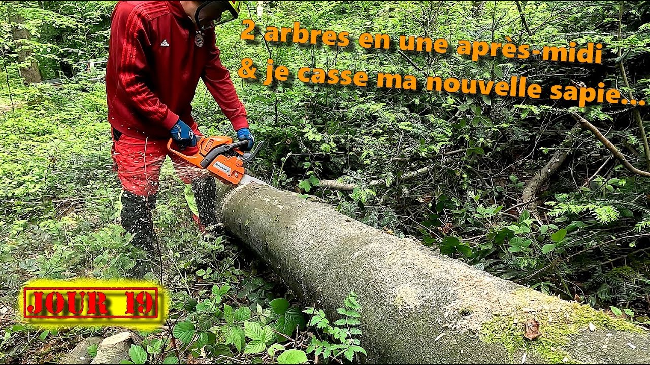 [EN MODE BUCHERON] J19- Je traite 2 arbres en une après-midi 🪓🪚🌳🌲🪵
