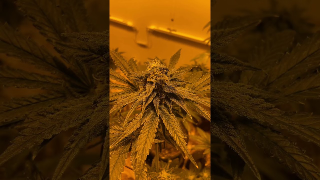 Colorado Grown Cannabis