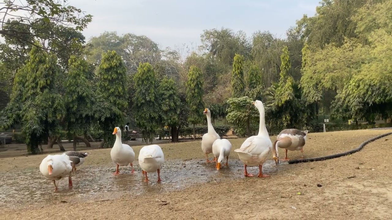 Lodhi garden , a picnic spot and surrounded with #beautiful #nature, #animals and #birds. 🦅 🦢 #vibes