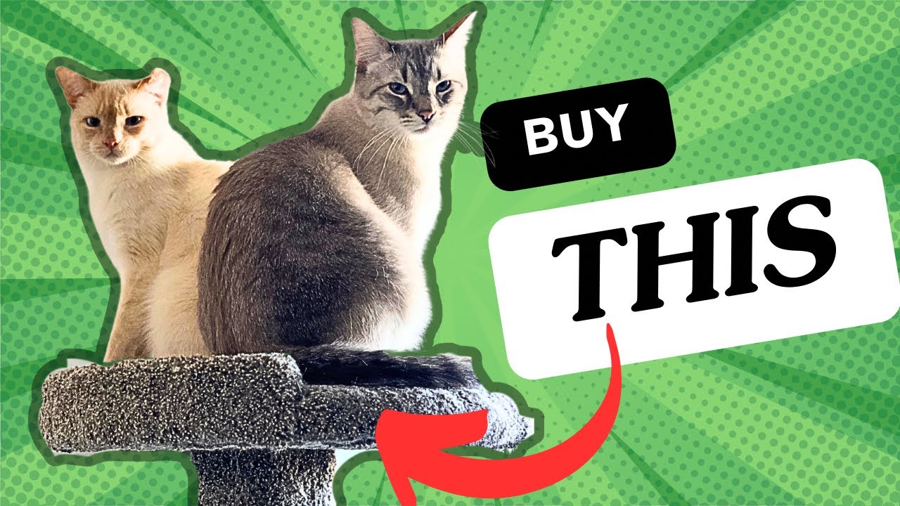 The Complete Guide To The BEST Cat Furniture