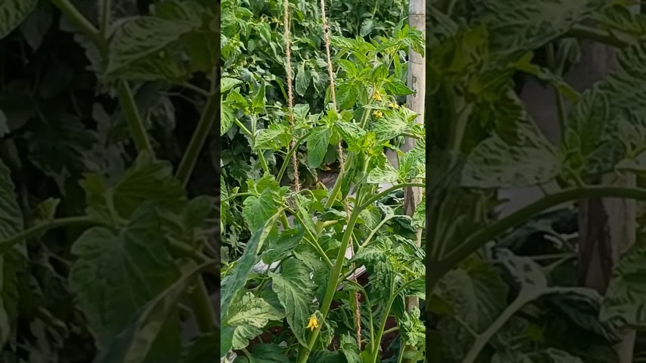 Tomato farming. Water Management. Drip irrigation schedule.