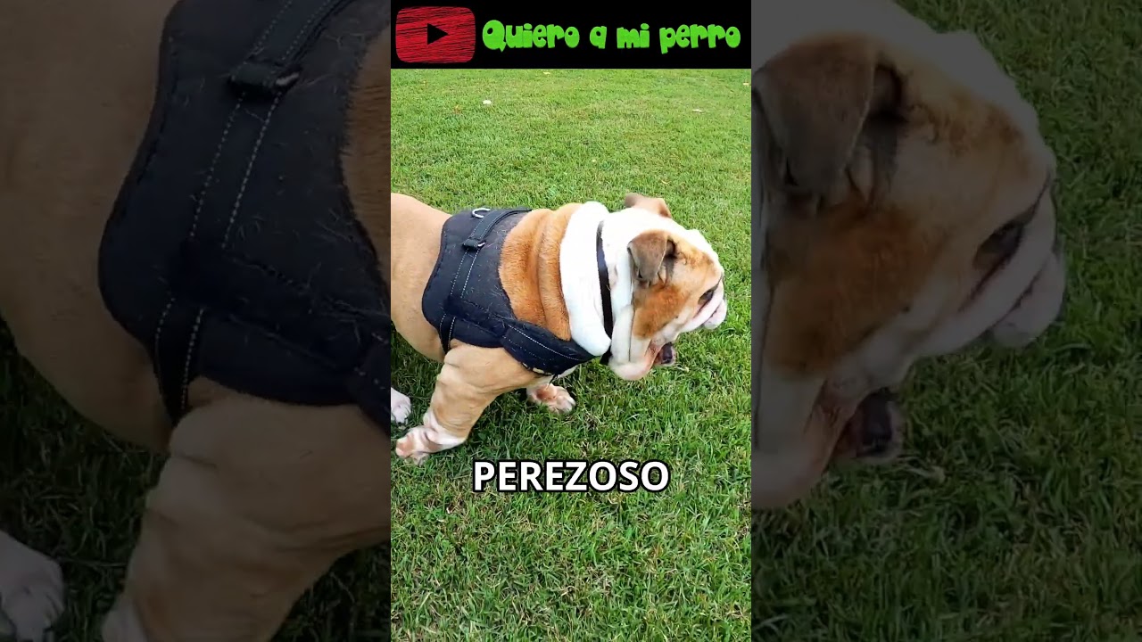 76 🐾 Los 3 Perros m&aacute;s Dif&iacute;ciles de Adiestrar&hellip; &iexcl;Te Sorprender&aacute;n! 😱 | QuieroAMiPerro ❤️