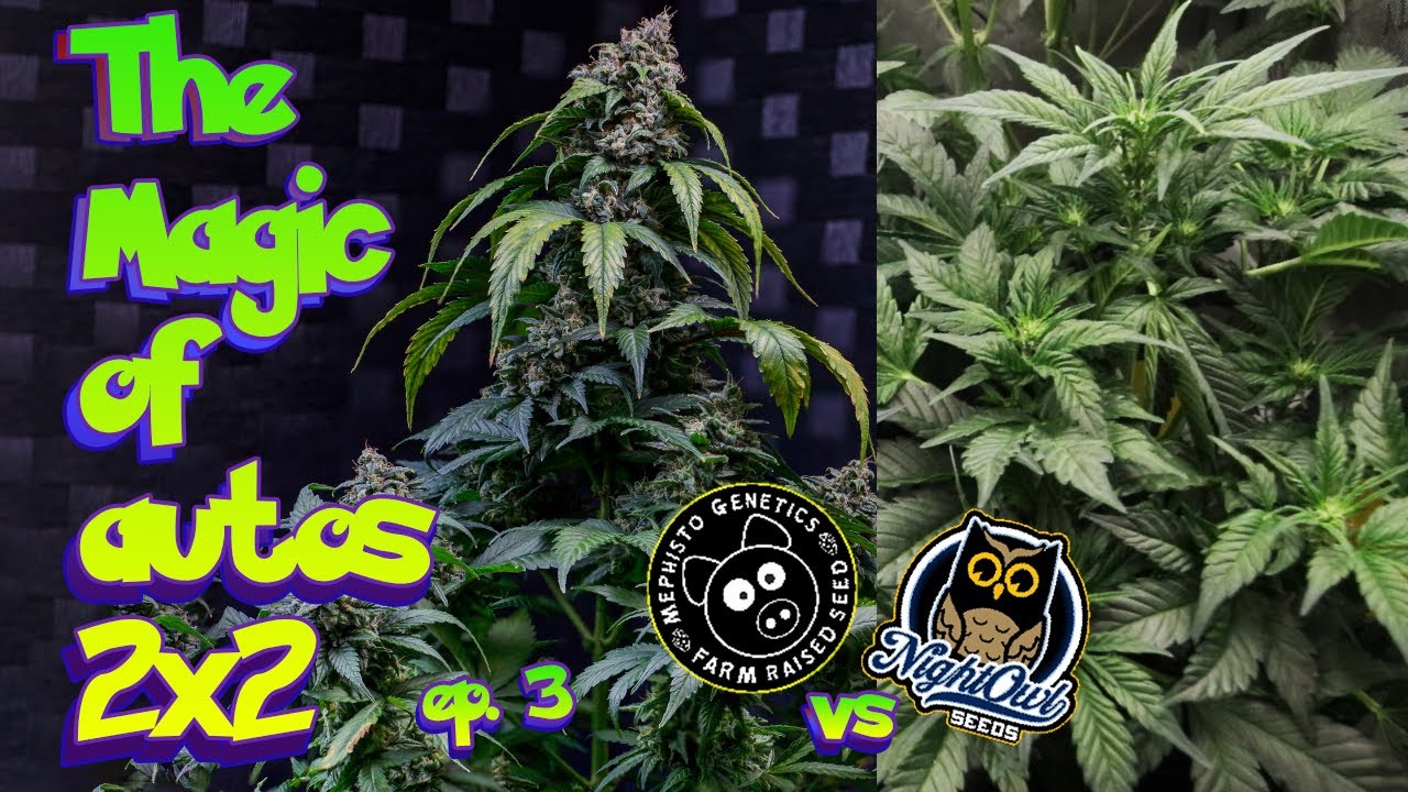 the MAGIC of growing AUTOS  - Mephisto vs Nightowl 2X2 EP3 Grow WEED at home #seedtoharvest #organic