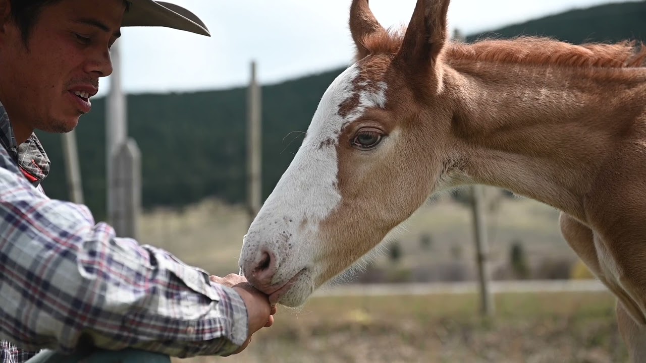 Appaloosa feral foal found