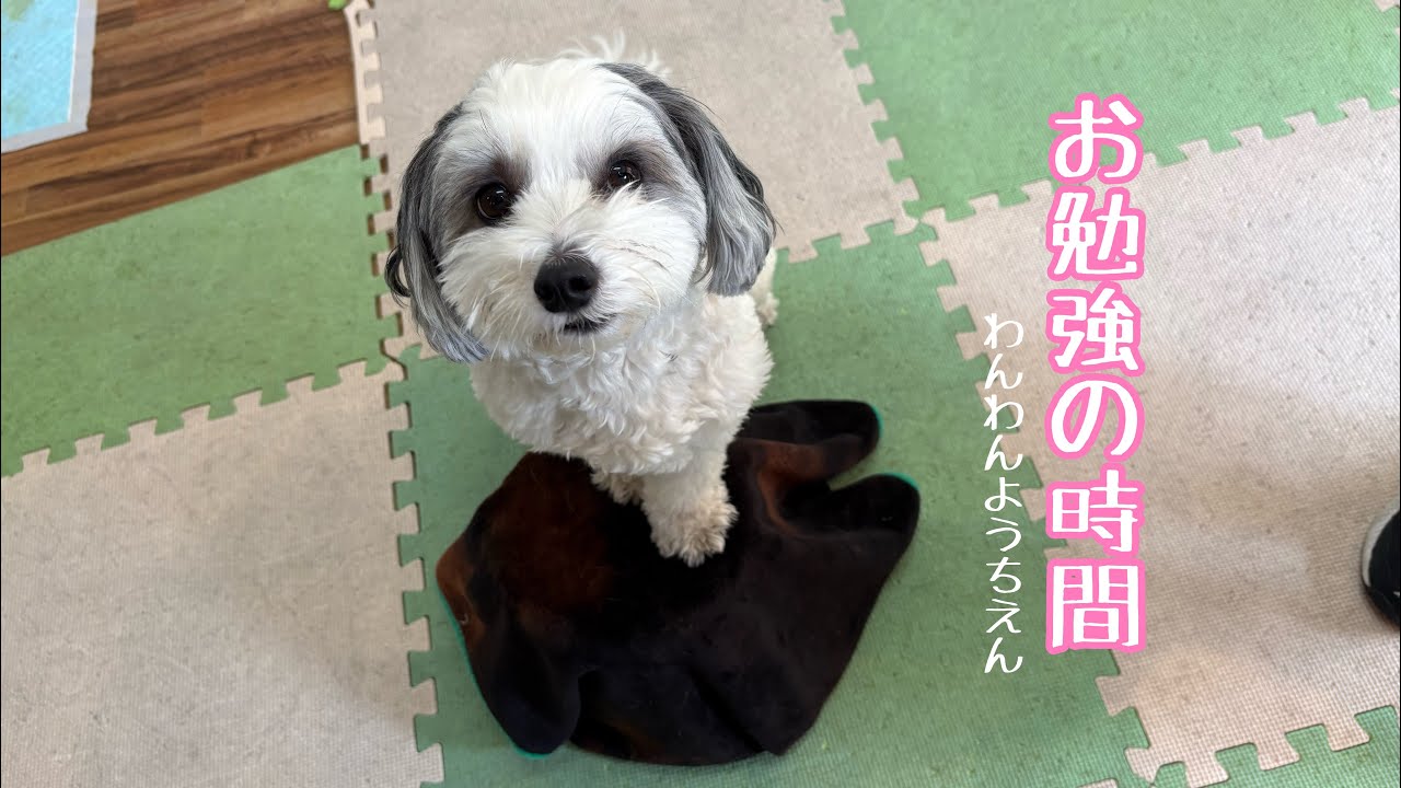 【犬の幼稚園】後ろ足の筋トレにもなるよ❗️