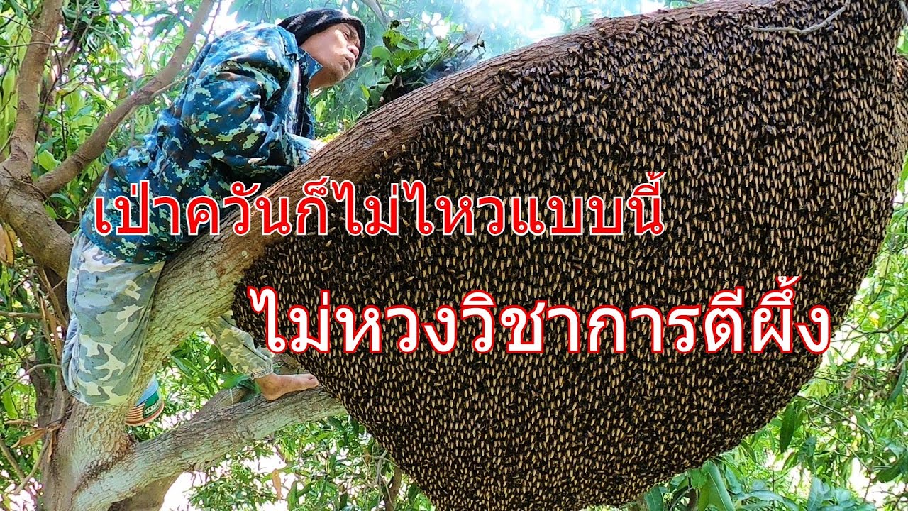 เผยหมดเปลือกตีผึ้งหลวงไม่หวงวิชา พรานมังกรกำแพงเพชร