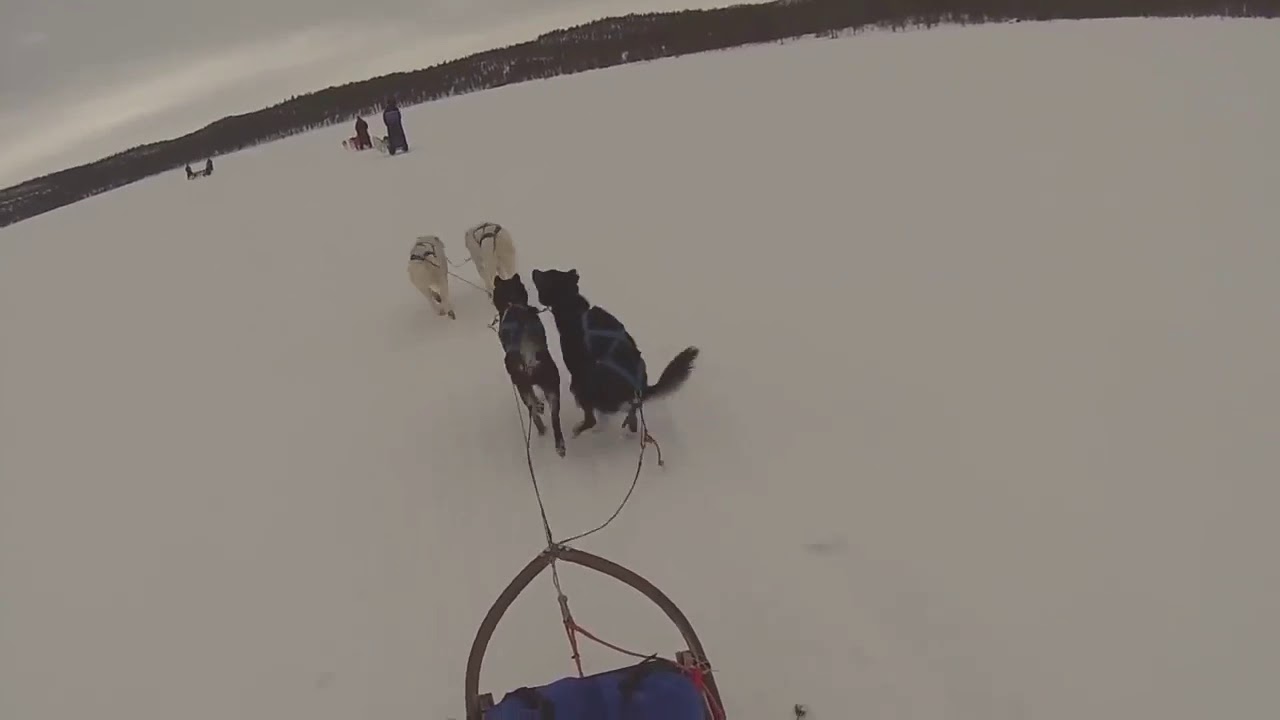Sled Dog Pooping with Uncle Fucker music track