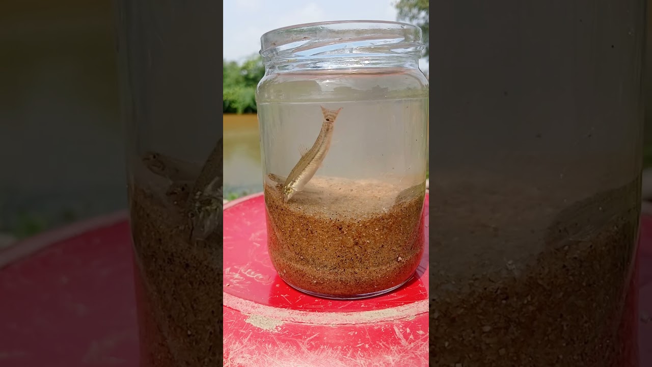 அயிரை மீன் பிடித்தல் தகவல் சமைத்தல் | spined loach | thanjavur