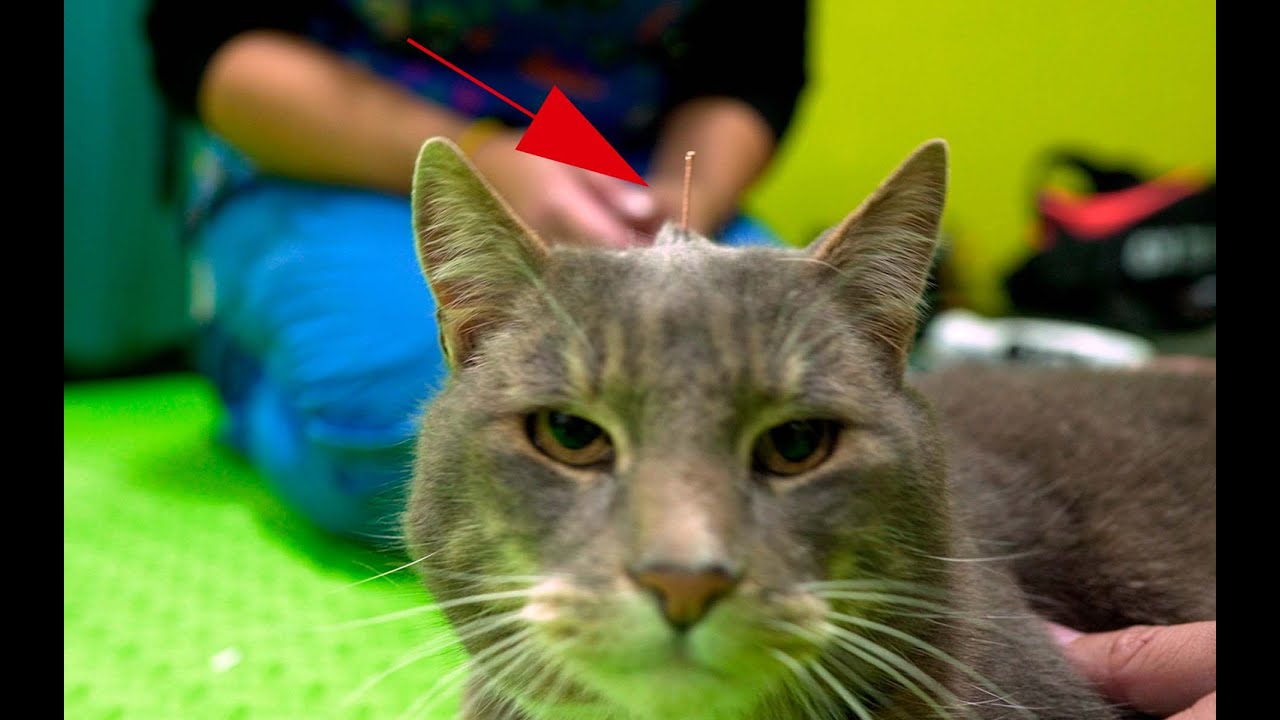 Acupuntura para perros y gatos | El Canal de las Mascotas