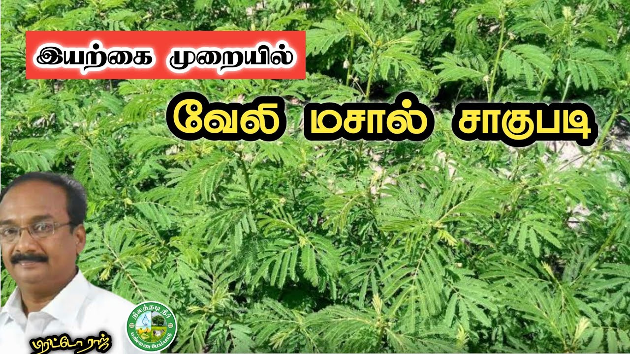 இயற்கை முறையில் வேலி மசால் சாகுபடி || பிரிட்டோ ராஜ் 9944450552