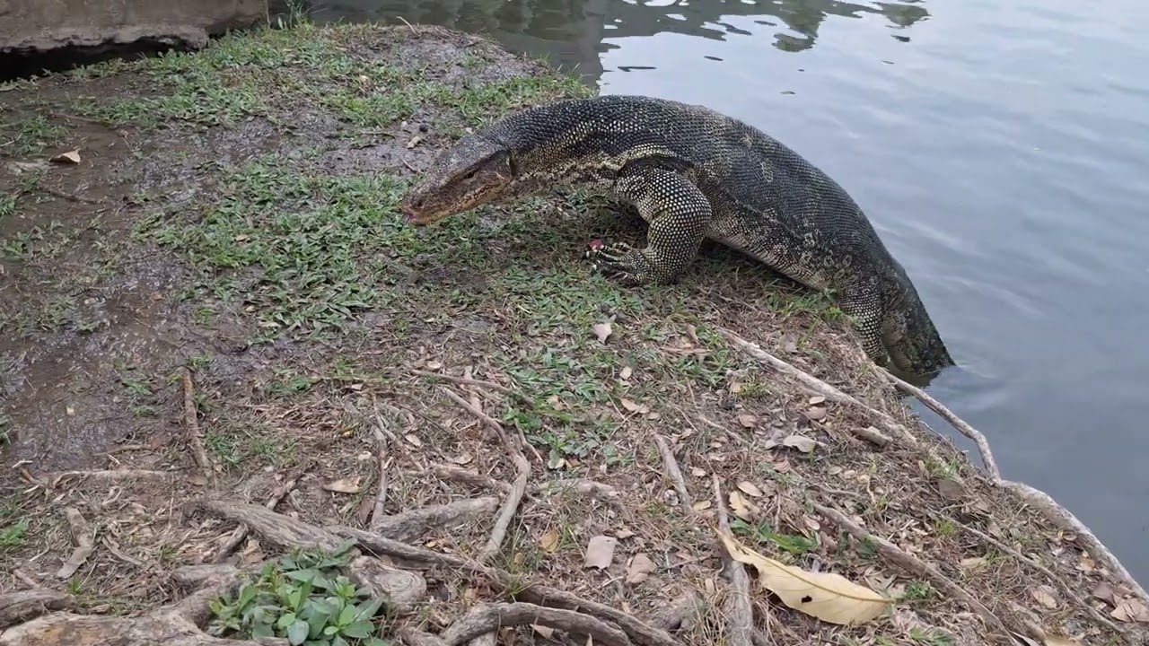 Curious Monitor Lizard in Lumphini Park, Bangkok 🇹🇭 Thailand 2025