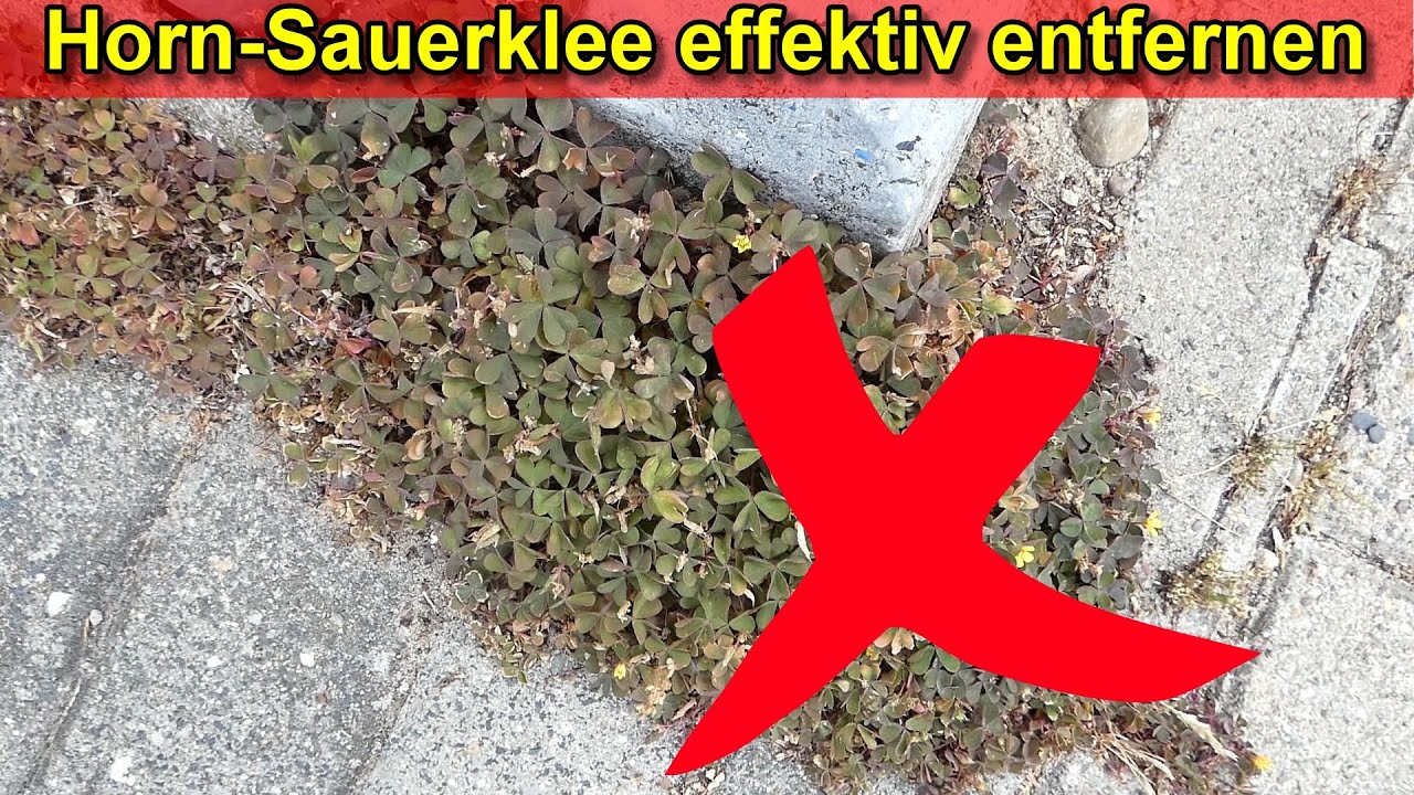 Sauerklee bek&auml;mpfen - Horn-Sauerklee aus Beeten, Rasen, Steinfugen entfernen Roten Klee wegbekommen