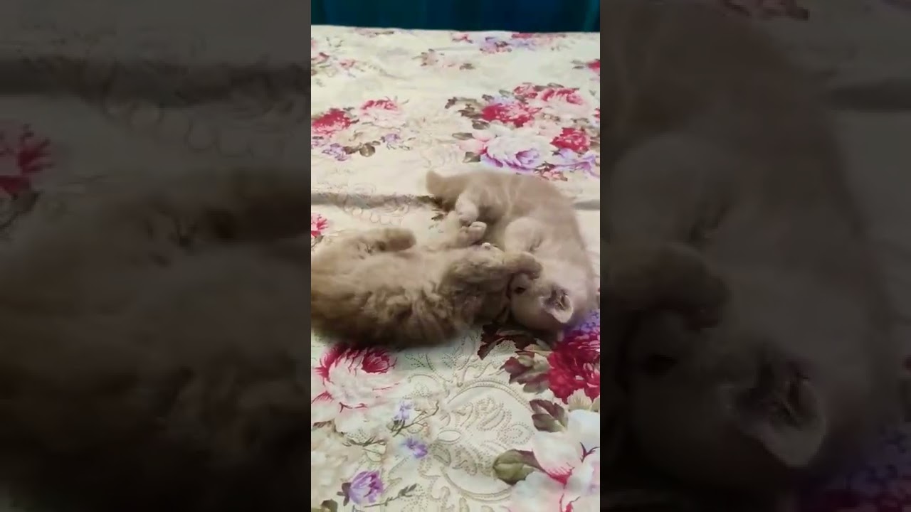 fight cats moments 