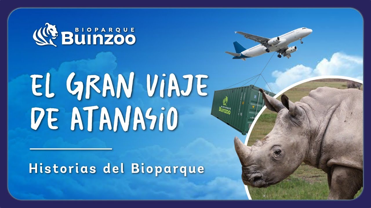 LA PARTIDA DE ATANASIO 🦏 - HISTORIAS DE BIOPARQUE