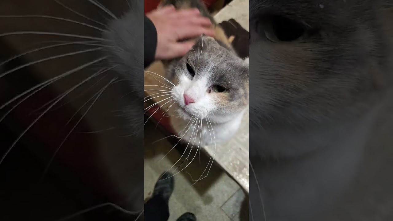 Котики на передержке #cat 