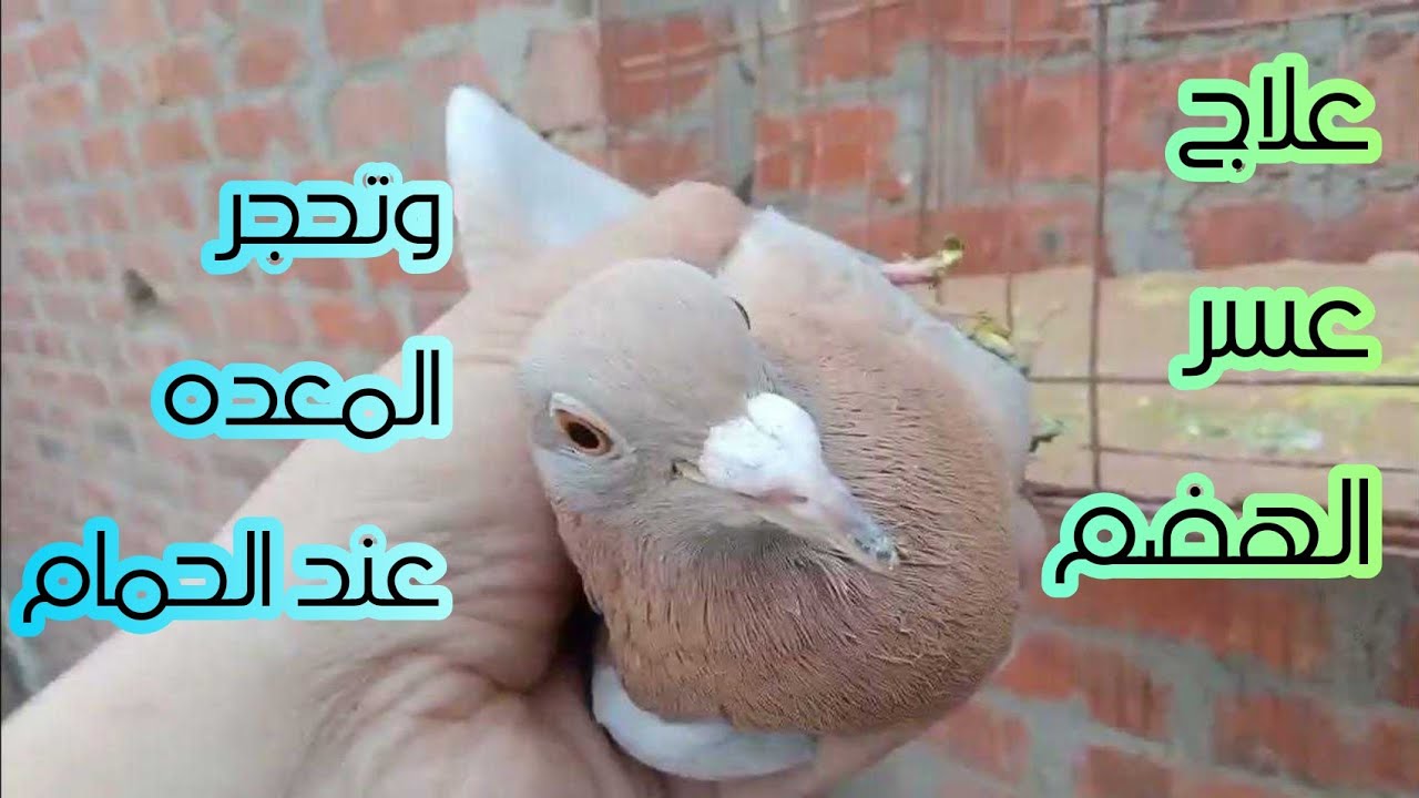 علاج سواء الهضم وتحجر المعده عند الحمام
