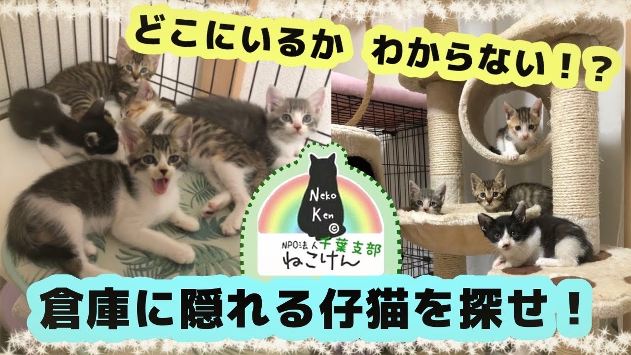 どこにいるかわからない！？倉庫に隠れる仔猫を探せ！