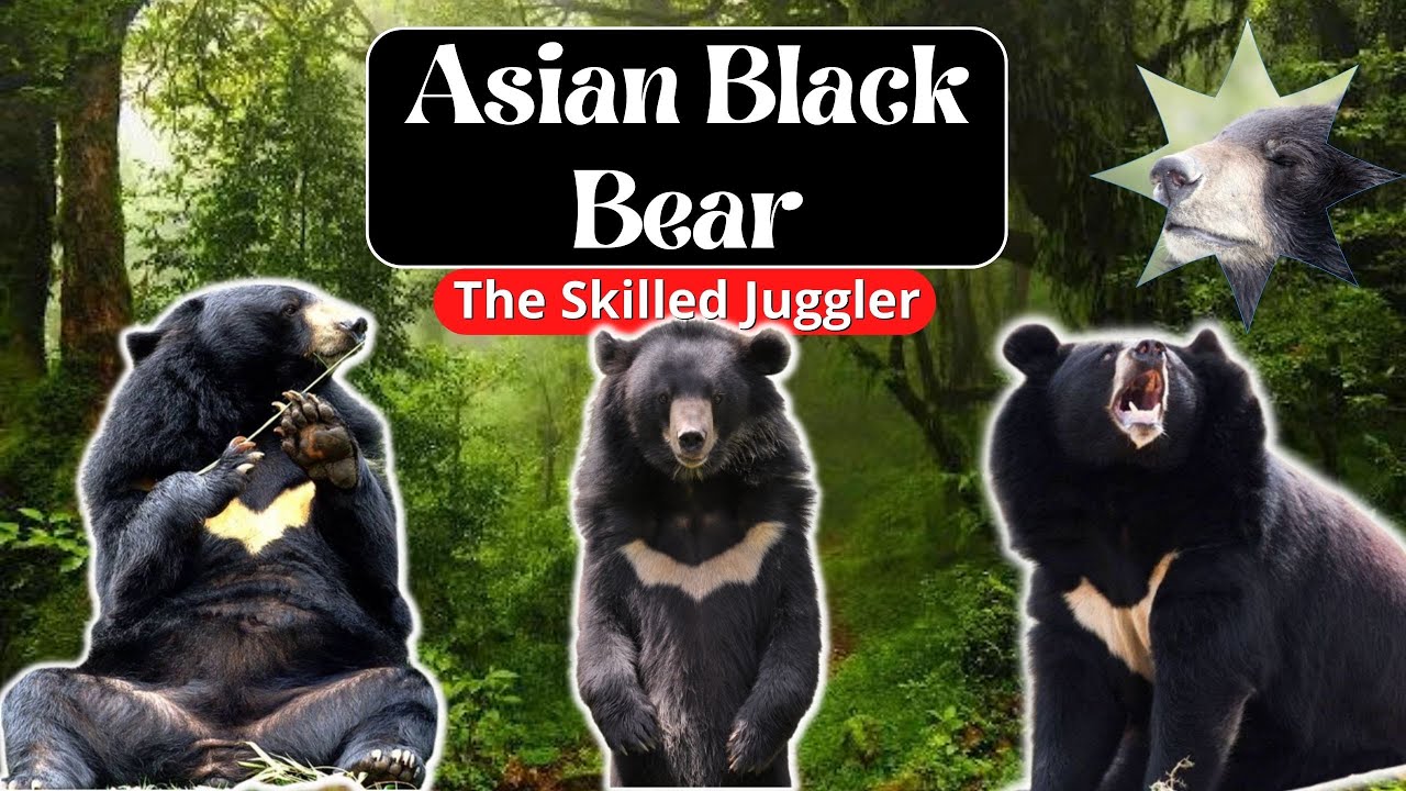 Asian Black Bear (Moon Bear): the Juggler Wild - Ursus Thibetanus