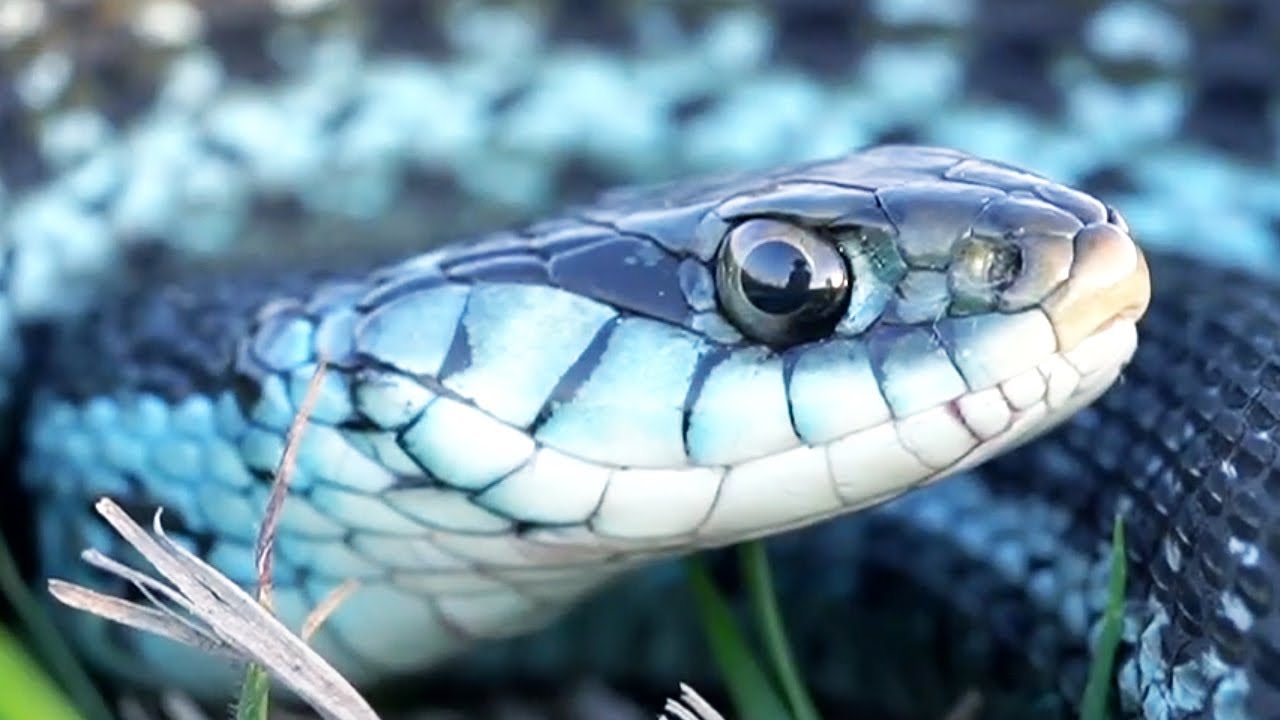 Why are these Garter Snakes Blue?