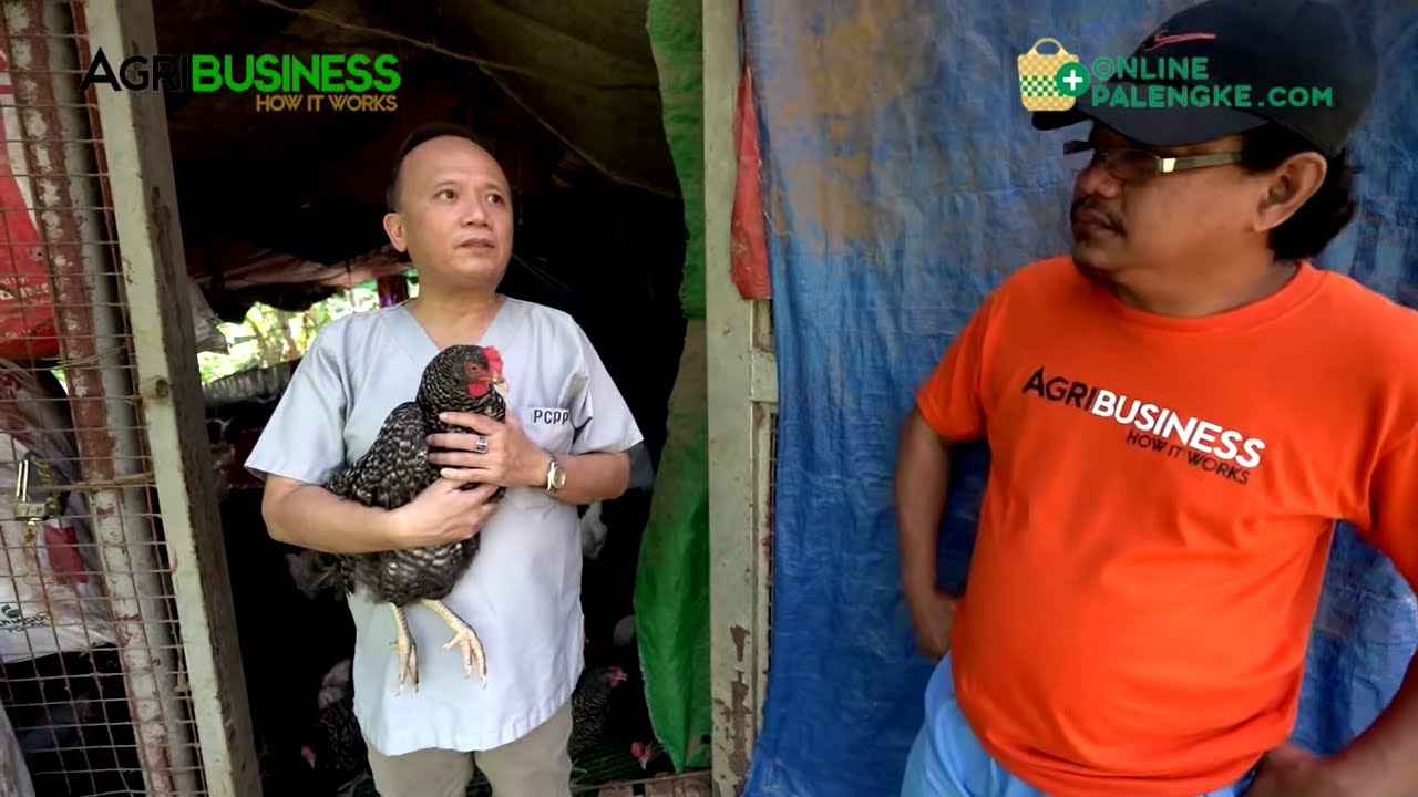 Genetics, Nutrition, Tamang Management: SUNDIN para Kumita sa Brown Chicken