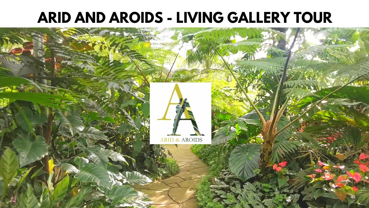 ARID AND AROIDS - TOUR AROUND THE LIVING GALLERY AND PLANT SHOP IN SILANG CAVITE