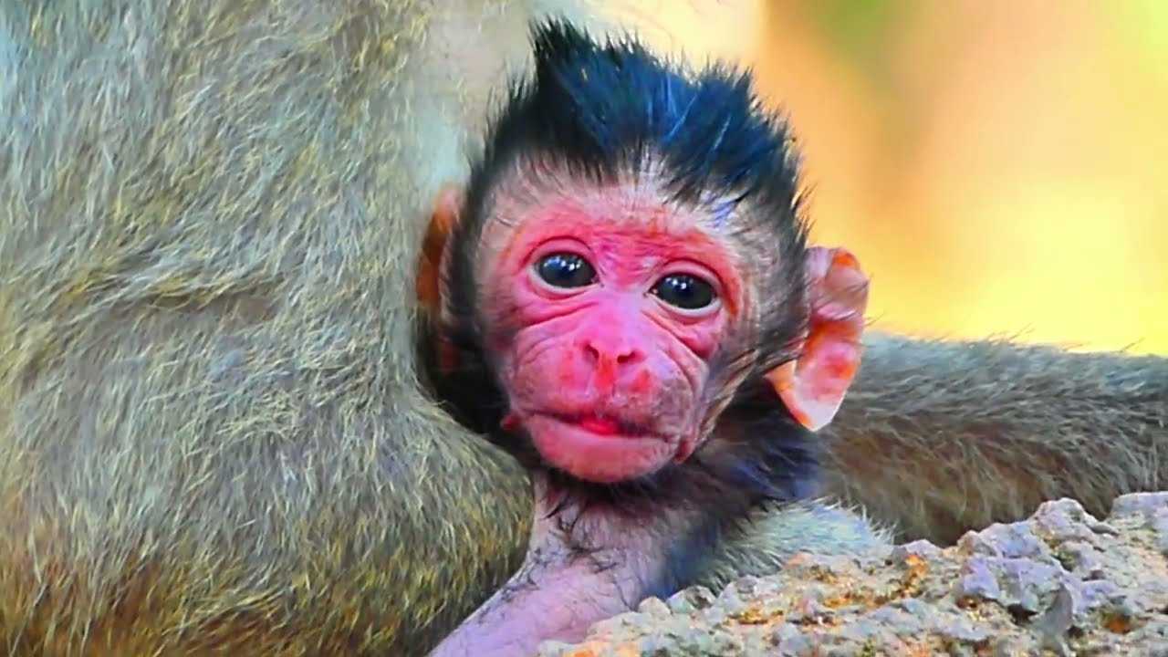 Cute Newborn Got Big Problem...!