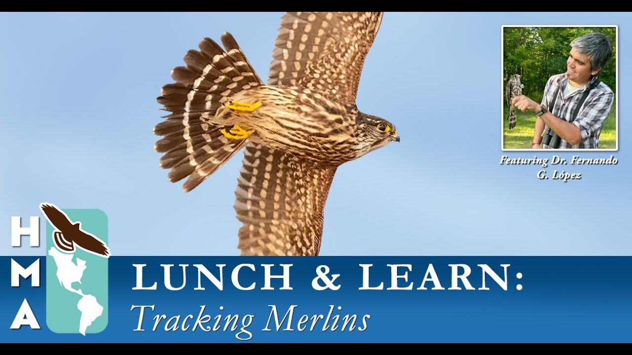 HMA Lunch & Learn Series: Tracking Merlins & Rethinking Science in Motion