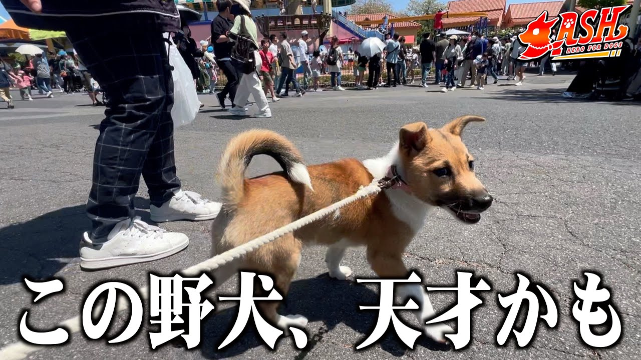 本当に元野犬…？こんなに人混みが大丈夫なんて奇跡の子犬です