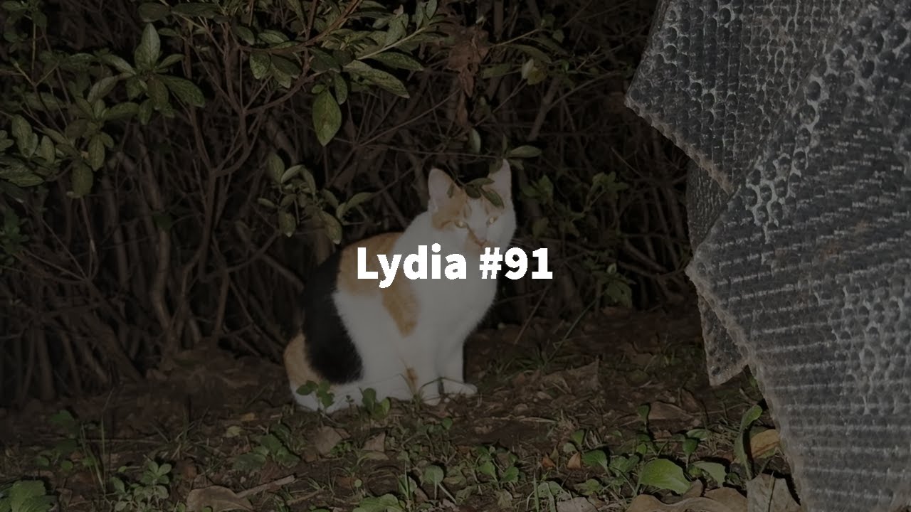 [ENG] Lydia #91| 길냥이들이 중성화 수술을 해야할까요?