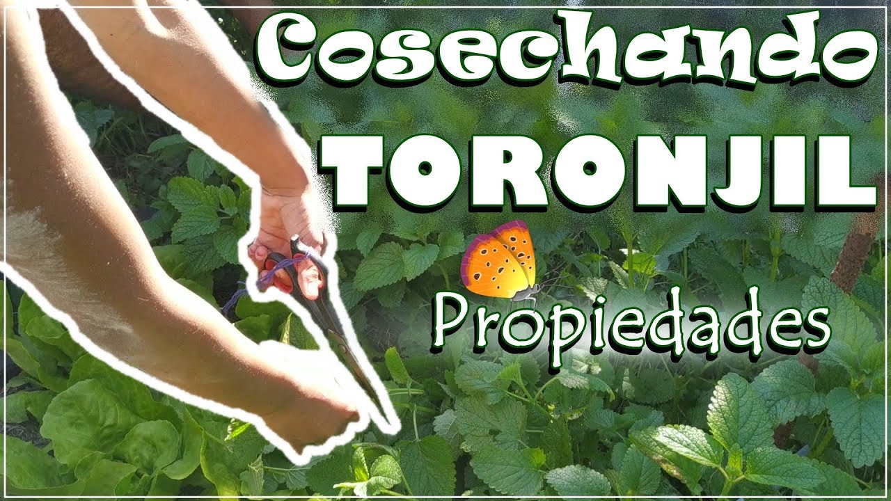 cosechando toronjil, propiedades y secado