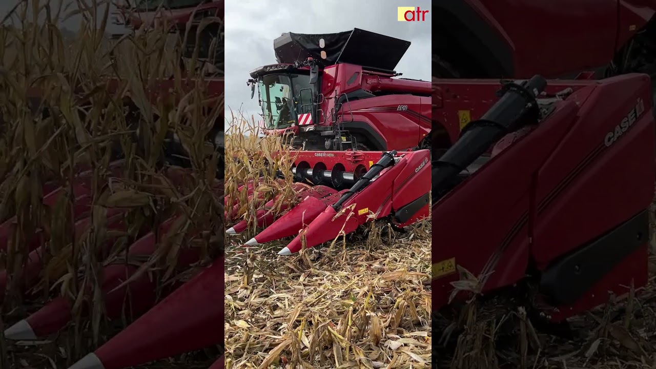 Kombajn CASE AF 10 W AKCJI! 😎 #AF10 #CNH #Farming #Kombajn #rolnictwo