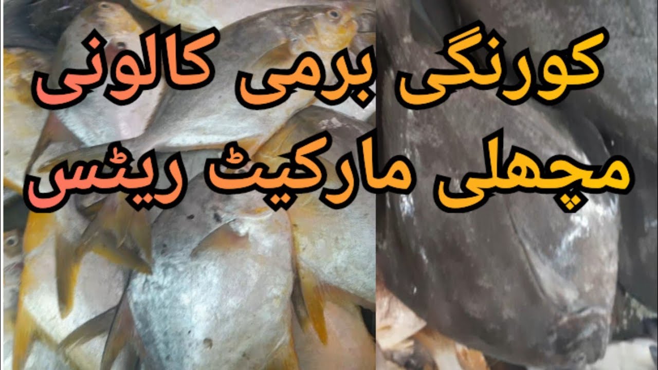 Korangi Burmi Colony Fish Market Rates Updates.
