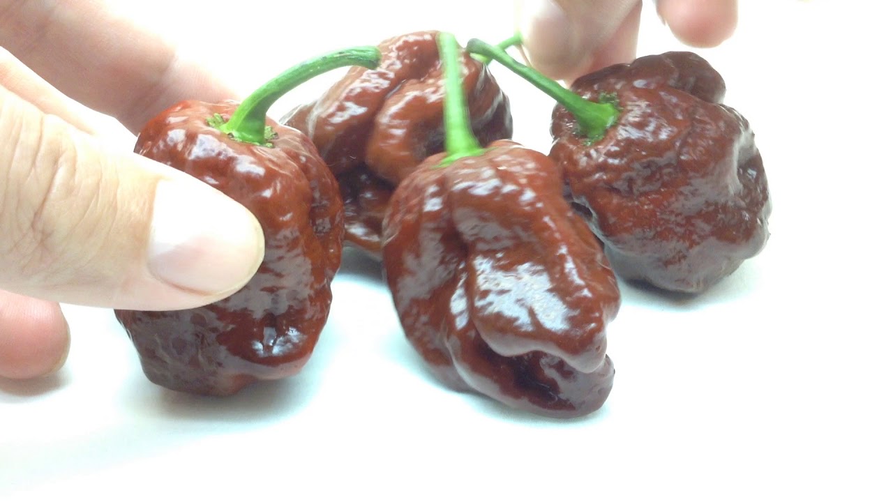 7 Pot Douglah - Chili Pepper Seeds, Pod Review, Pepper Challenge and More Coming Soon. DevilPods.com