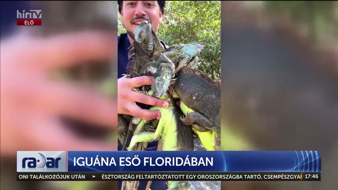 Iguána eső Floridában - HírTV