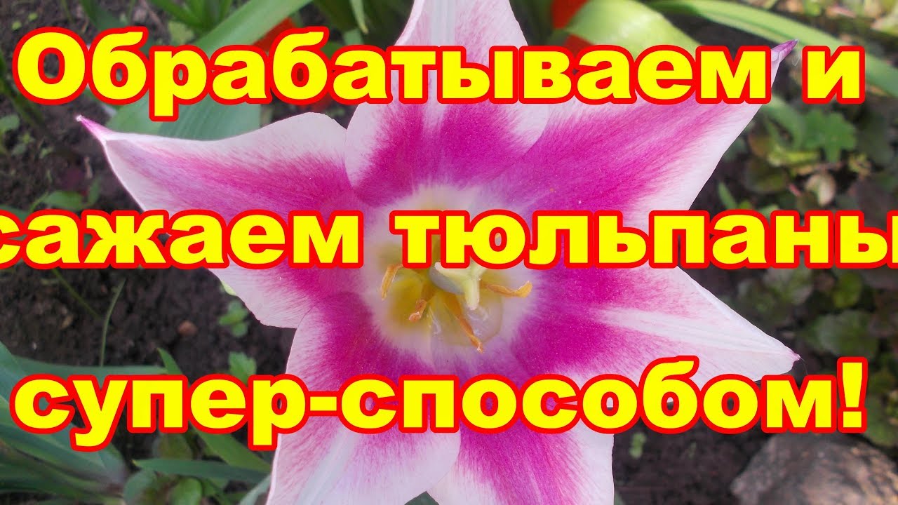 При посадке тюльпанов,эти пару приемов облегчат вашу жизнь и тюльпанов