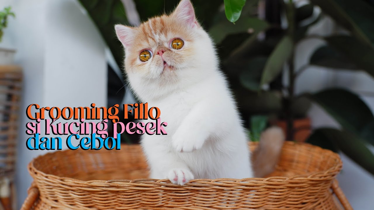 Cuma 3 Step! Grooming Kucing Shorthair Jadi Rapi & Wangi ✨