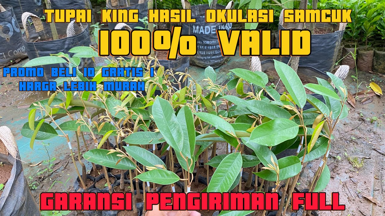 BIBIT DURIAN TUPAI KING PROMO BELI 10 GRATIS 1