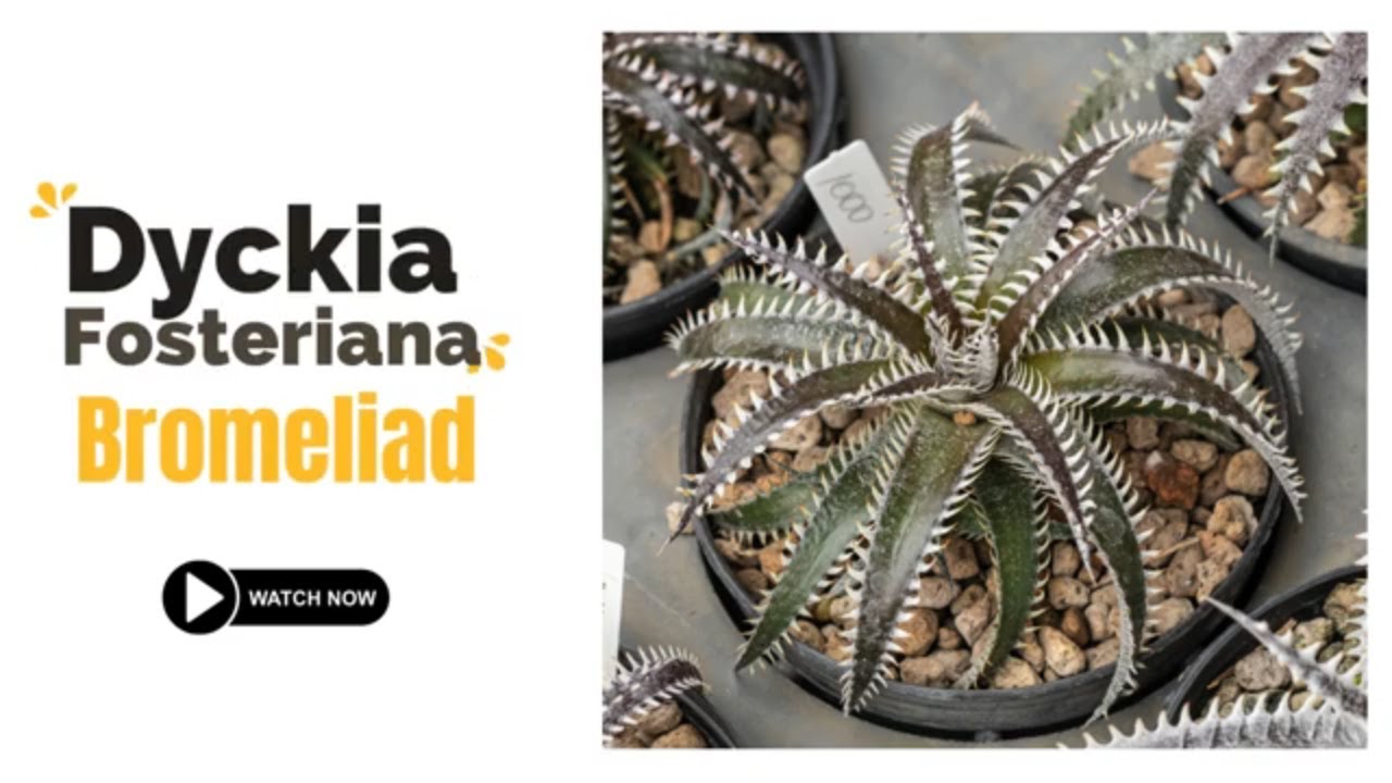 Dyckia Fosteriana Bromeliad | Bromeliad Plants Varieties| TinyLeaf